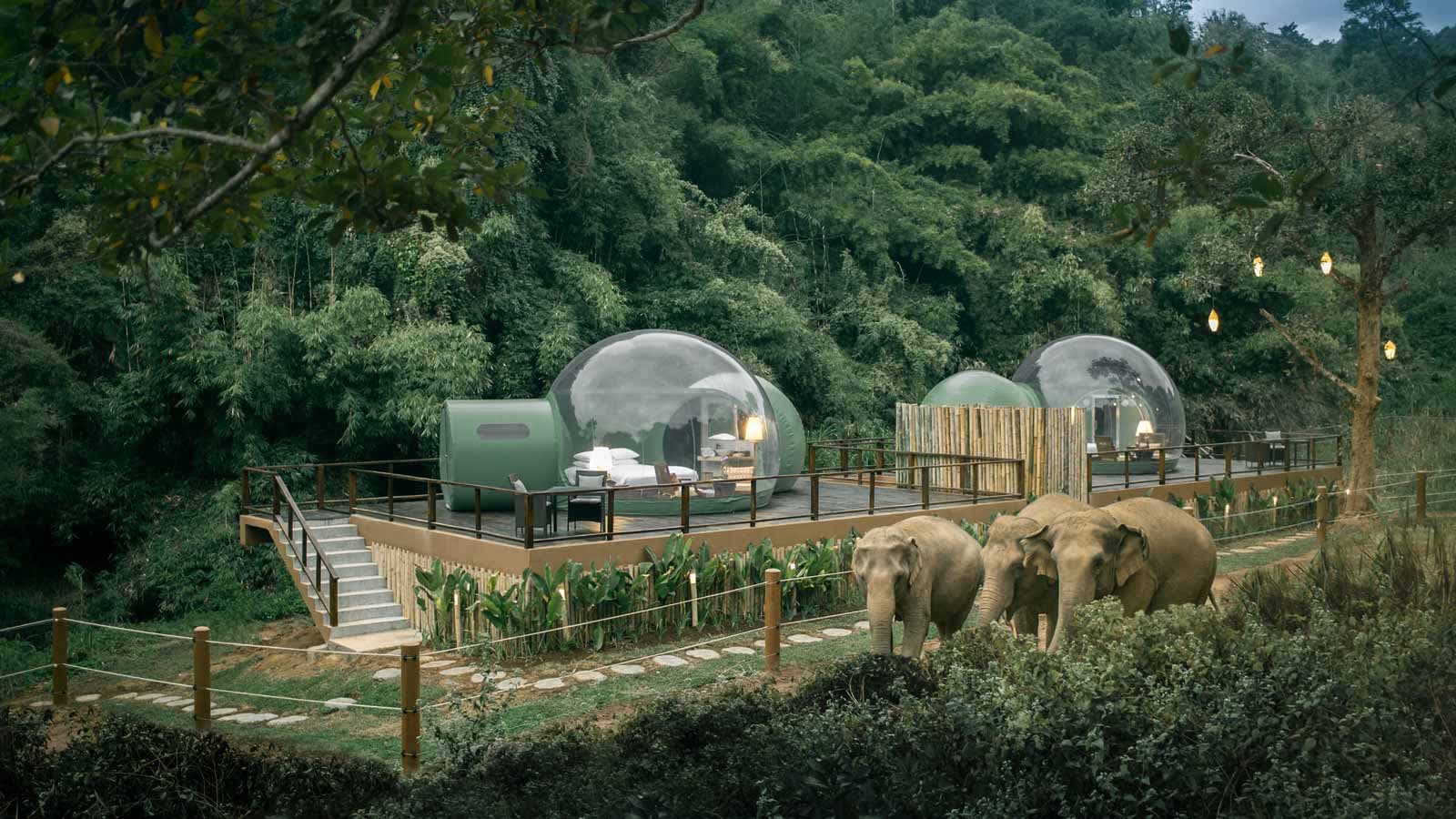Ngắm nhìn loài voi từ phòng ngủ trong suốt giữa rừng xanh tại Anantara Golden Triangle Camp & Resort