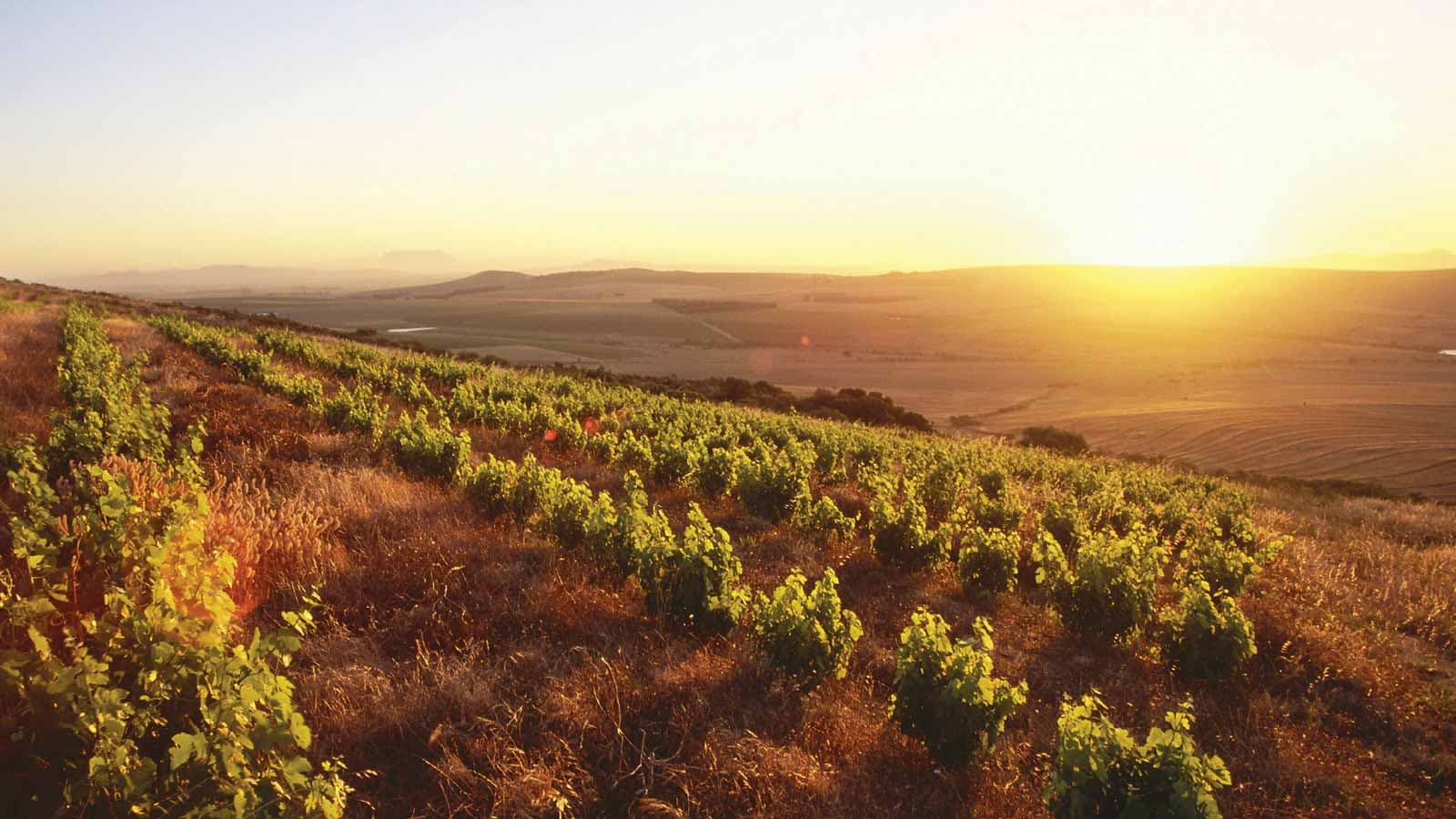Những chai vang “hiếm có khó tìm” từ vùng  đất sỏi khô cằn Swartland, Nam Phi