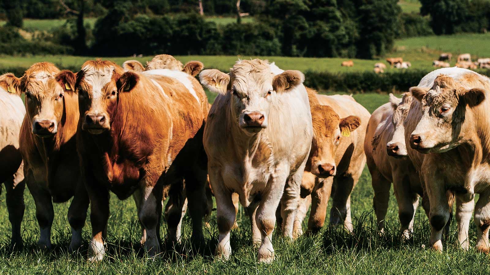 Bí quyết làm nên chất lượng thượng hạng của thịt bò và thịt heo châu Âu đến từ Ireland?
