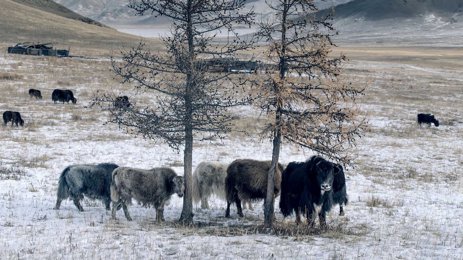 Tengri – thương hiệu tiên phong trong lĩnh vực sản xuất vải từ lông bò yak Khangai bền vững
