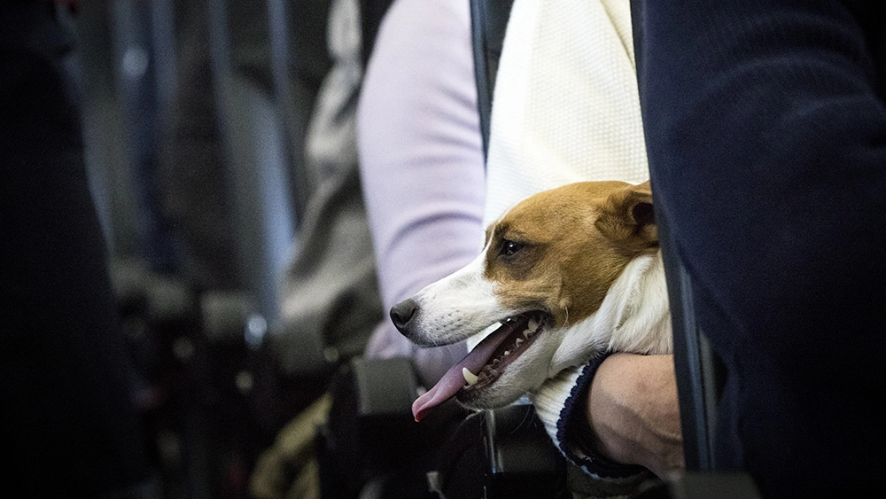 Hãng hàng không Anh quốc cho phép thú cưng ngồi cạnh chủ nhân khi bay
