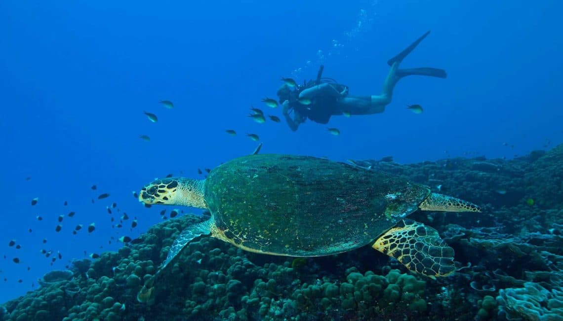 4 Khu nghỉ dưỡng bảo tồn rùa biển nổi tiếng thế giới